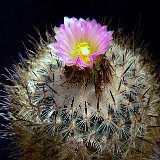 Rapicactus beguinii ©JLcoll.1844.jpg